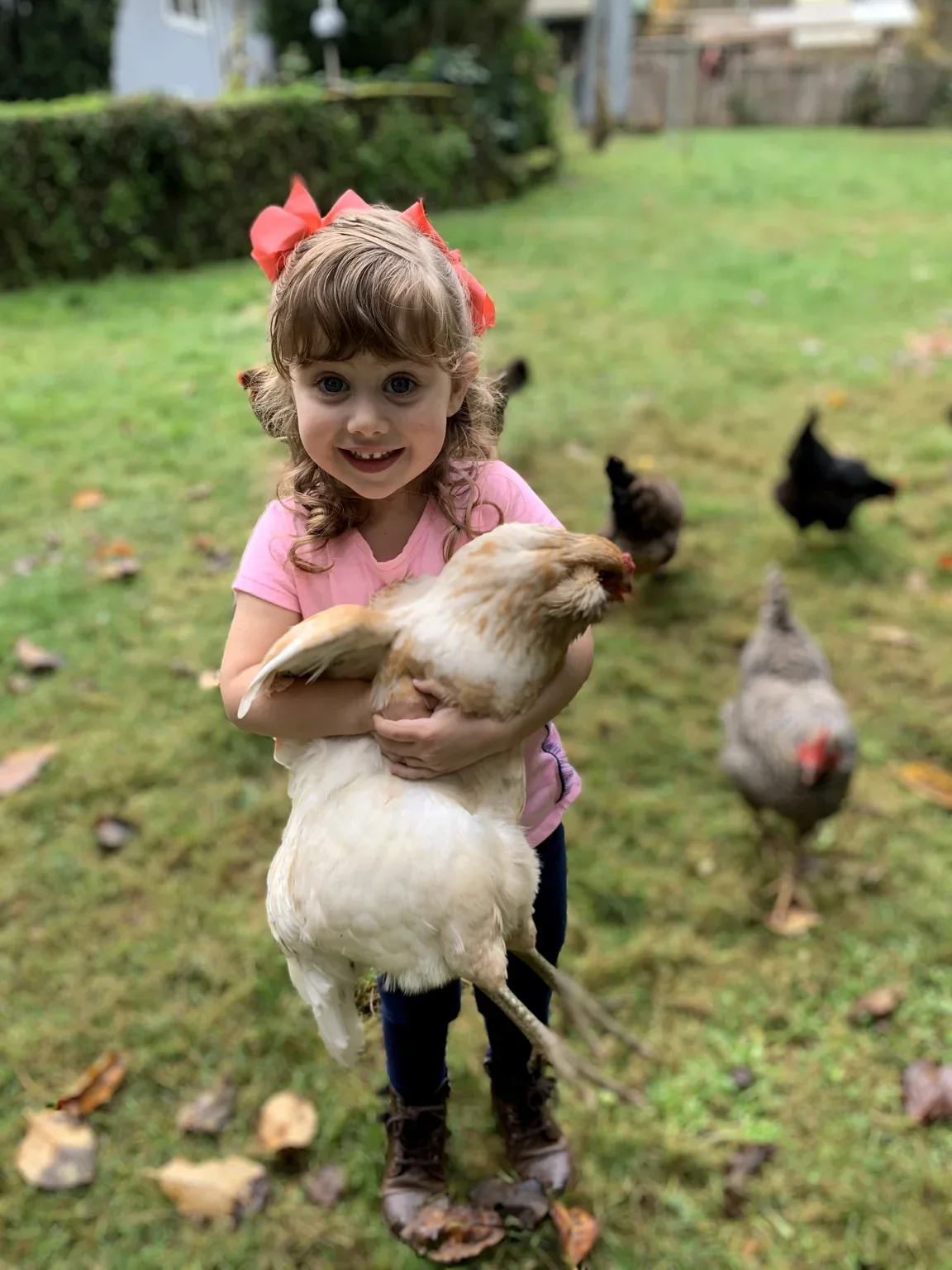 Young backyard chicken keeper holding a hen with flock in the yard